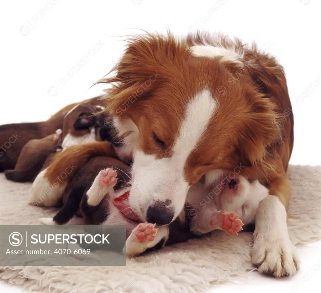 Border Collie mother licking a young puppy.