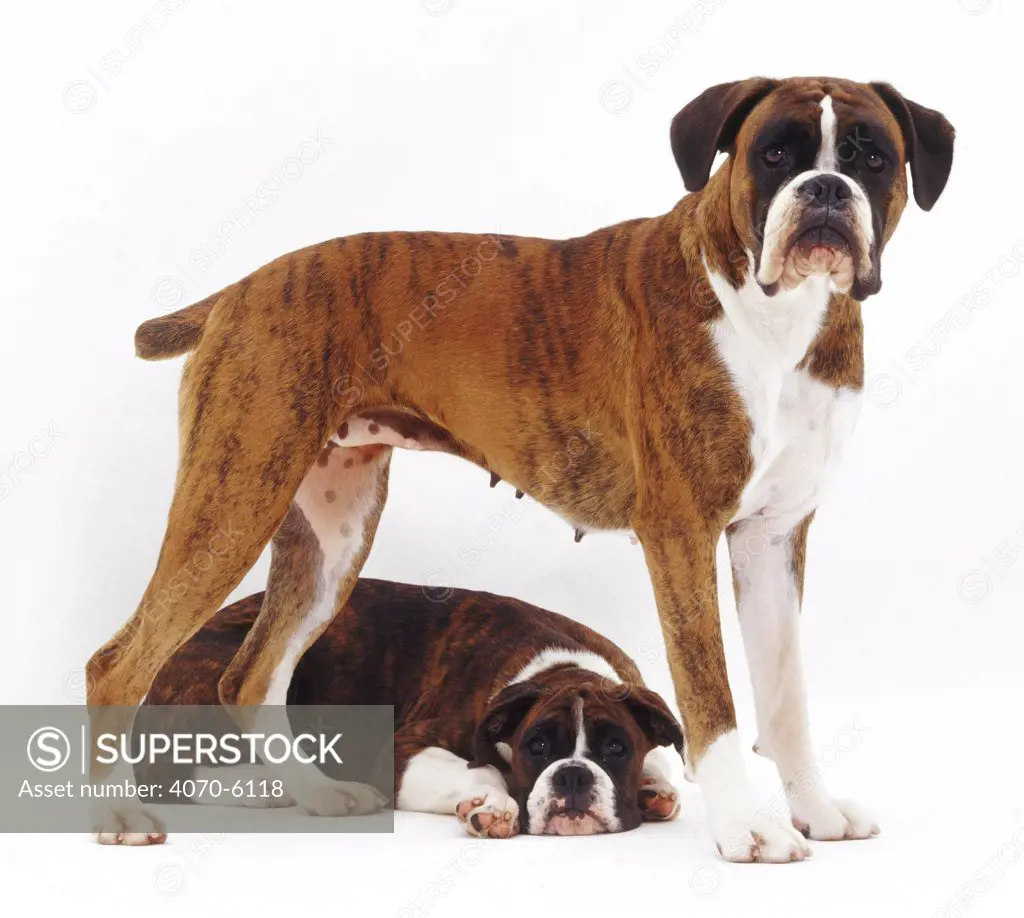 Fawn brindle Boxer standing over her pup lying down.