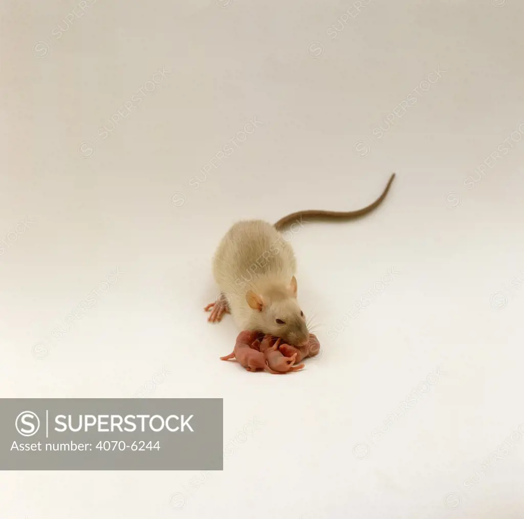 Himalayan Rat Rattus sp} with her four babies, 1 day old