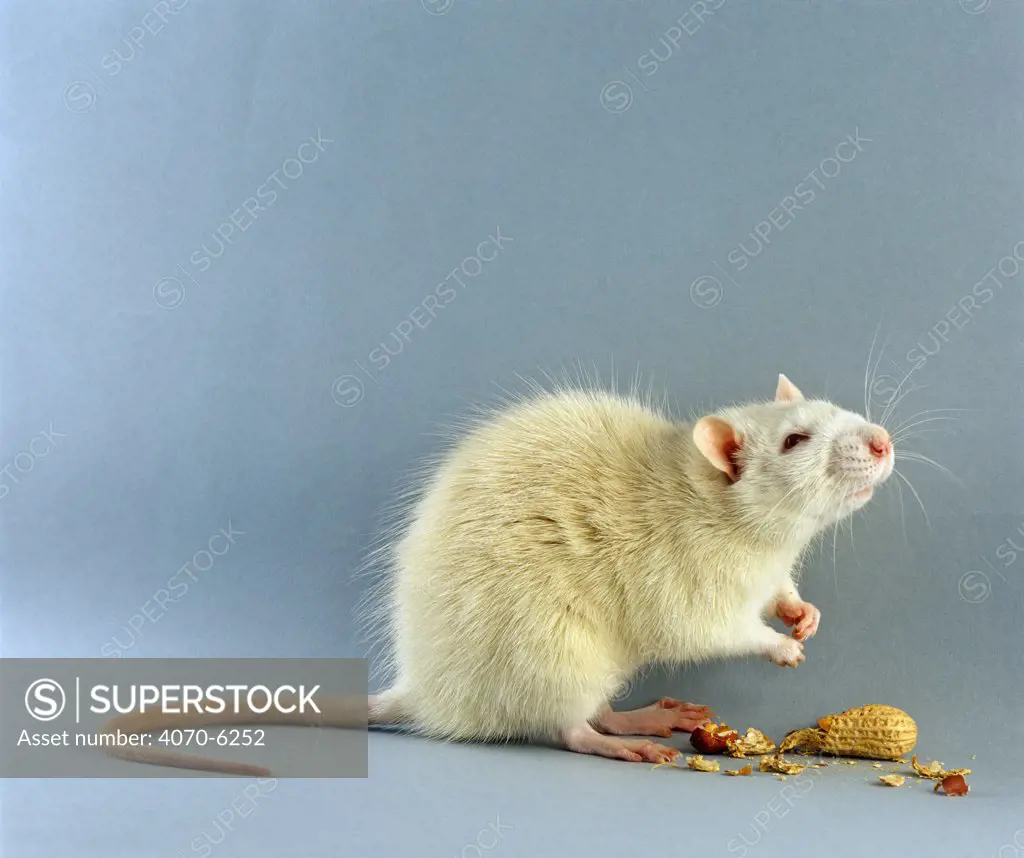 Albino Rat Rattus sp} sitting up to sniff the air