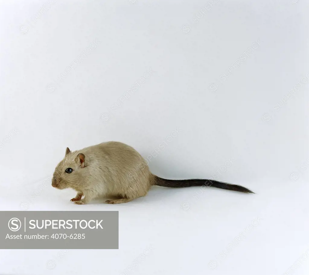 Mature Himalayan lilac Gerbil Meriones sp}