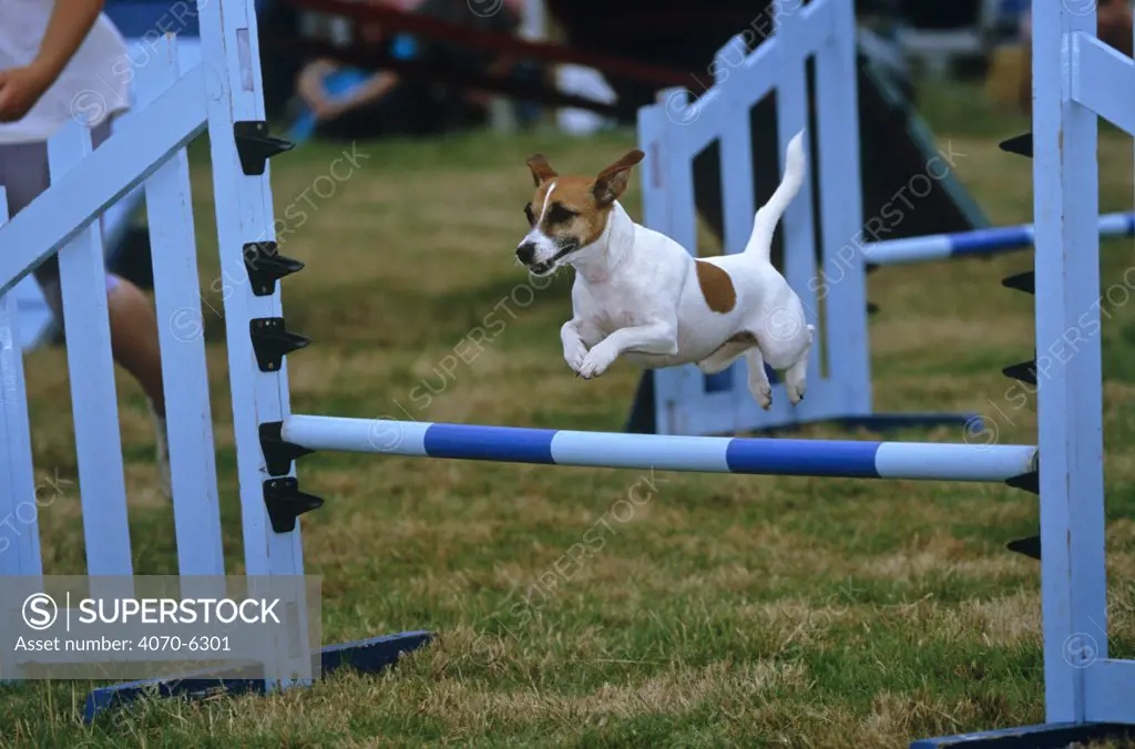 Jack Russell Terrier flying over a jump during agility competition