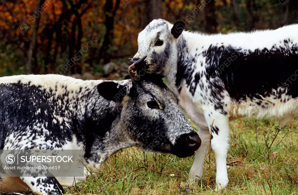 Domestic cattle, Randall Blue lineback rare breed,   Connecticut, USA