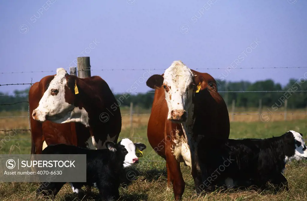 Domestic cattle, Braford cows with calves, Florida, USA