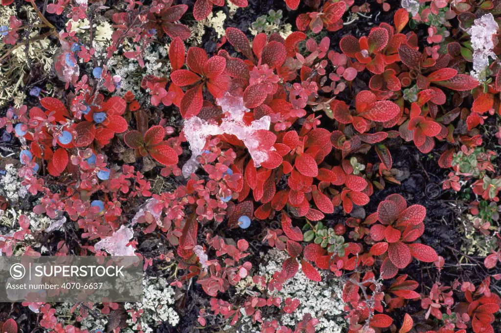 Bearberry Arctostaphylos sp} and Blueberry Vaccinium sp} plants with red leaves and berries amongst ice, Denali NP, Alaska, USA