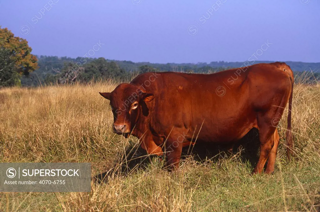 Romosinuano Bull (Bos taurus) in field, Florida, USA