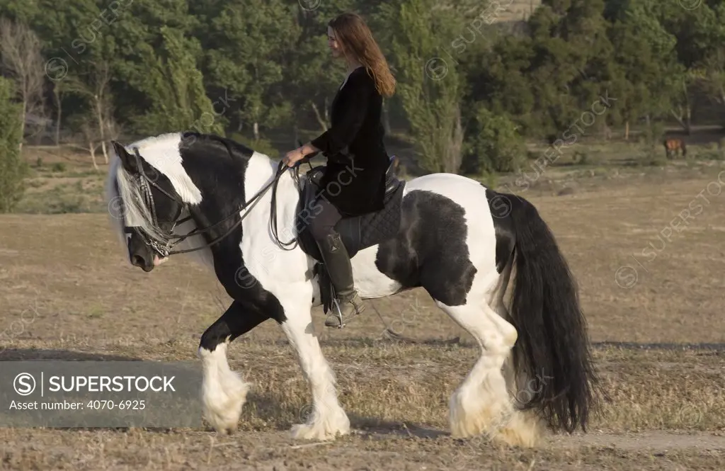 Woman riding Gypsy Vanner stallion trotting, Ojai, California, USA, model released