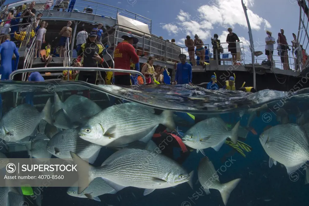 Quicksilver Pontoon with tourists snorkeling watching fish split-level, Great Barrier Reef, Queensland, Australia 2006