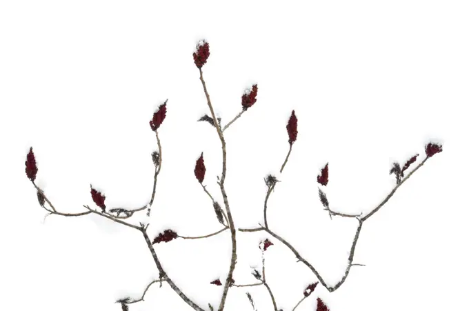 Staghorn sumac (Rhus typhina) tree in snow, Dacusville, South Carolina, USA, December, meetyourneighbours.net project