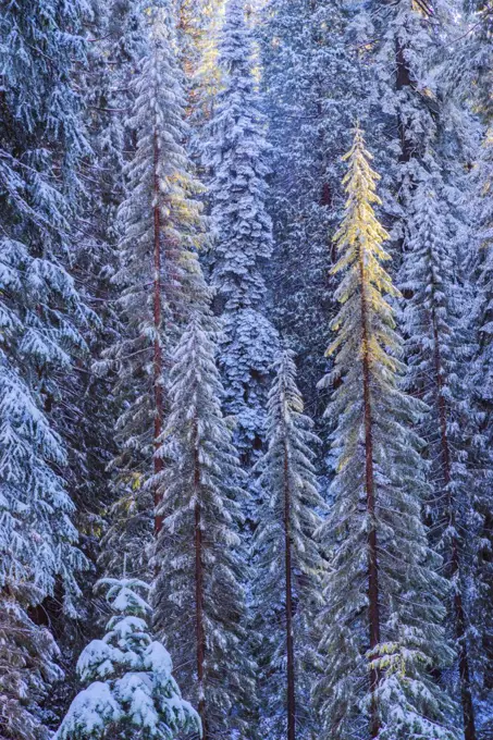 First rays of golden sunshine hit Giant Sequoias (Sequoiadendron giganteum) covered in a winter blanket of snow and frost, Grant Grove, Sequoia / Kings Canyon National Park, California, USA November