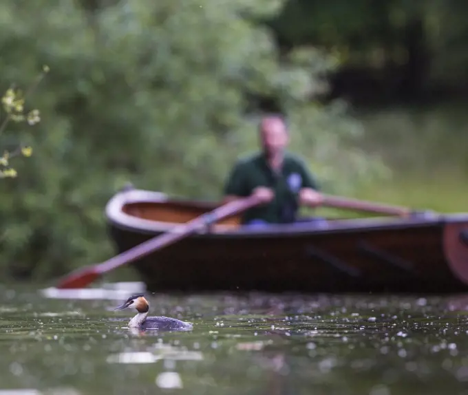 Great crested grebe (Podiceps cristatus) with rower in the background, Hampstead Heath, London, England, UK. June.