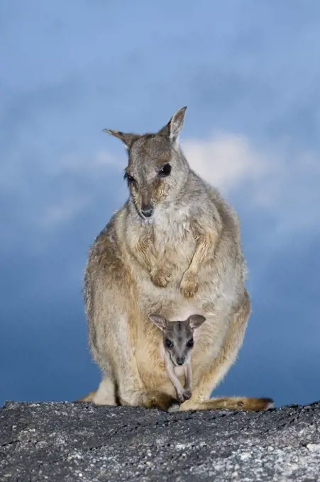 Mareeba rock wallaby (Petrogale mareeba) female with pouch young, north-eastern Queensland, Australia. October.