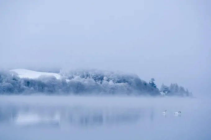 Mute swans (Cygnus olor) swimming on frosty winter morning. Loch Awe,  Argyll and Bute, Scotland, UK, December 2010.