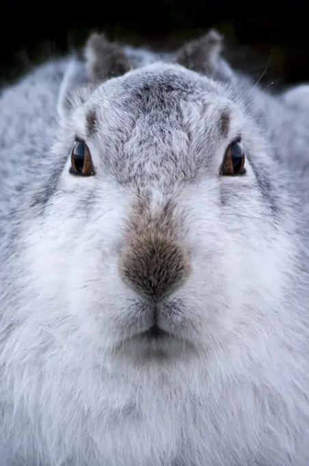 Mountain hare (Lepus timidus) in white winter coat,  Cairngorms National Park, Scotland, UK, January.