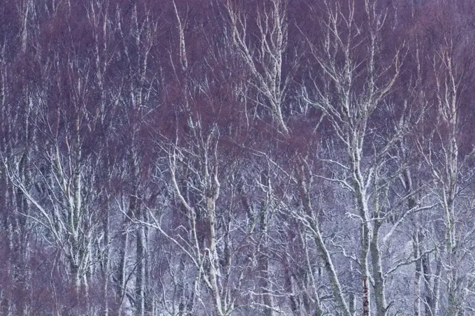 Silver birch (Betula pendula) trees in winter , Scotland, UK. December.