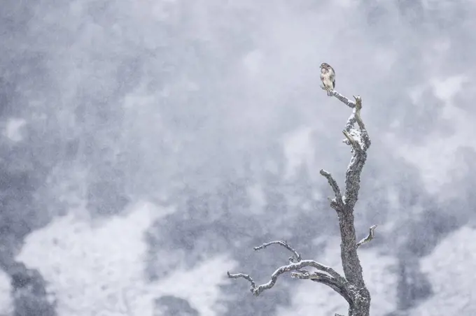 Buzzard (Buteo buteo) perched on alder snag, Cairngorms National Park, Scotland, UK, February.