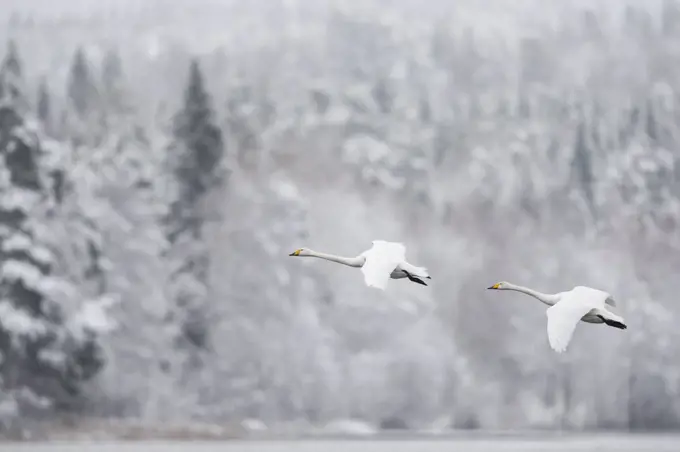 Whooper swan (Cygnus cygnus) pair in flight in snowy landscape, Finland, November.