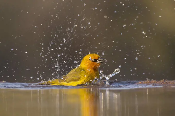 Spectacled weaver (Ploceus ocularis) bathing, Zimanga Private Game Reserve, KwaZulu-Natal, South Africa, June