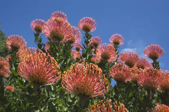 Pincushion protea (Leucospermum cordifolium), Kirstenbosch Botanical Gardens, Cape Town, South Africa