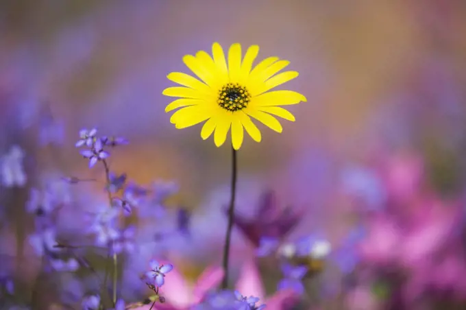 Spring wildflowers, Papkuilsfontein farm, Nieuwoudtville, Northern Cape, South Africa, September 2015