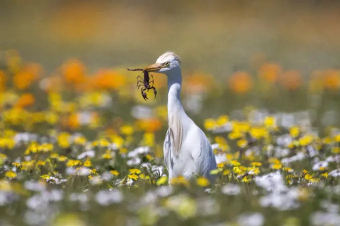 Western cattle egret (Bubulcus ibis) with scorpion prey, West Coast National Park, South Africa