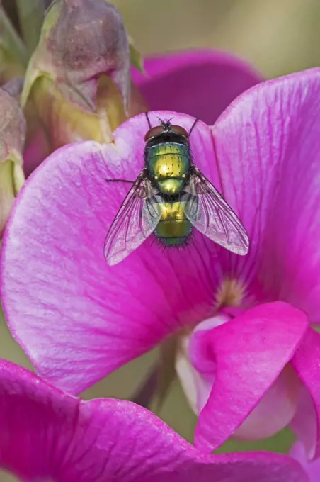 Greenbottle (Lucilia sp) on Everlasting sweet pea flower, Brockley Cemetery, Lewisham, London, England, August.