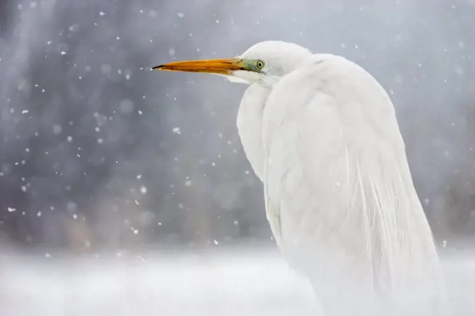 Great egret (Ardea alba) in snow, Lake Csaj, Kiskunsagi National Park, Pusztaszer, Hungary. March.