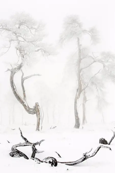 Trees in Hautes Fagnes Nature Reserve in winter after snowfall. This area - Noir Flohay was burnt a few years ago and some trees are still blackened, Hautes Fagnes, Belgian Ardennes, Belgium, February.