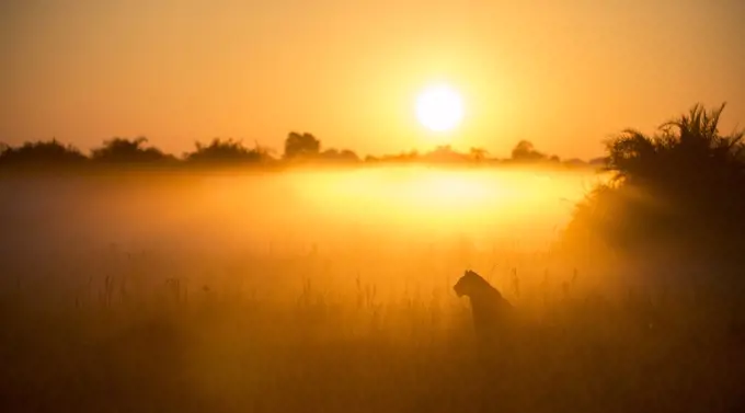 Lioness (Panthera leo) sitting during misty sunrise, Okavango Delta, Botswana.