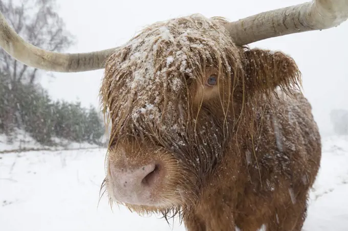 Highland cow in blizzard, Scotland, UK, December.