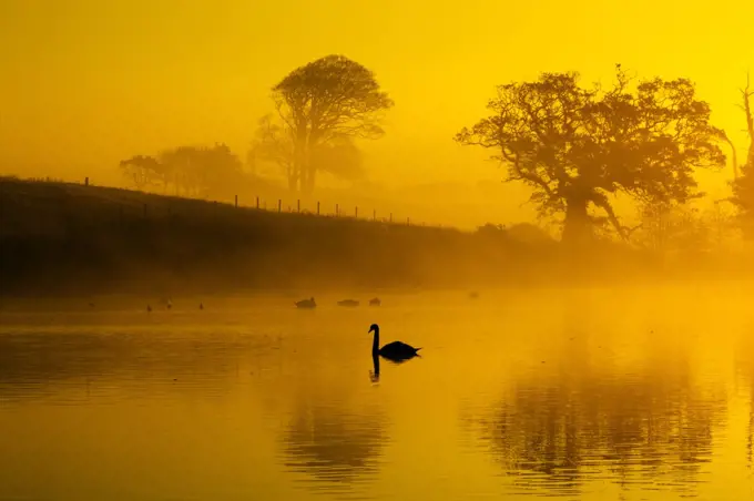 Mute swans (Cygnus olor) on water at sunrise on foggy morning, Norfolk, England, UK. November.