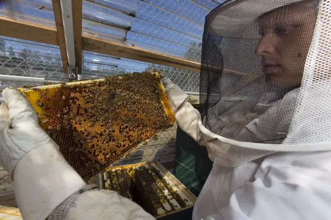 Inmate beekeeper with honeycomb of Honey Bee (Apis mellifera). Inmates in this prison are keeping bees as part of the Sustainability in Prison program, Stafford Creek Corrections Center, Washington, USA. September 2012.