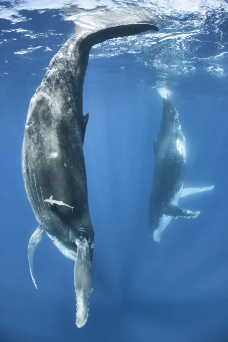 Humpback whale (Megaptera novaeangliae) female calf mimicking her mother, visible in the background. The adult female had the habit of resting with her fluke at the surface. Vava'u, Kingdom of Tonga. Pacific Ocean.