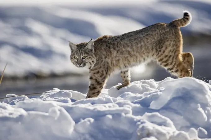 North American Bobcat (Lynx rufus) stalking along Madison River. Yellowstone National Park, Wyoming, USA. January