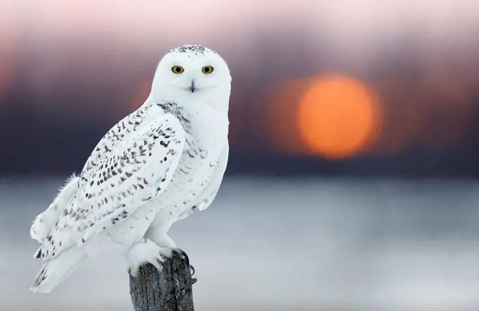 Snowy owl (Bubo scandiaca) female, with lights behind,  Canada, February.