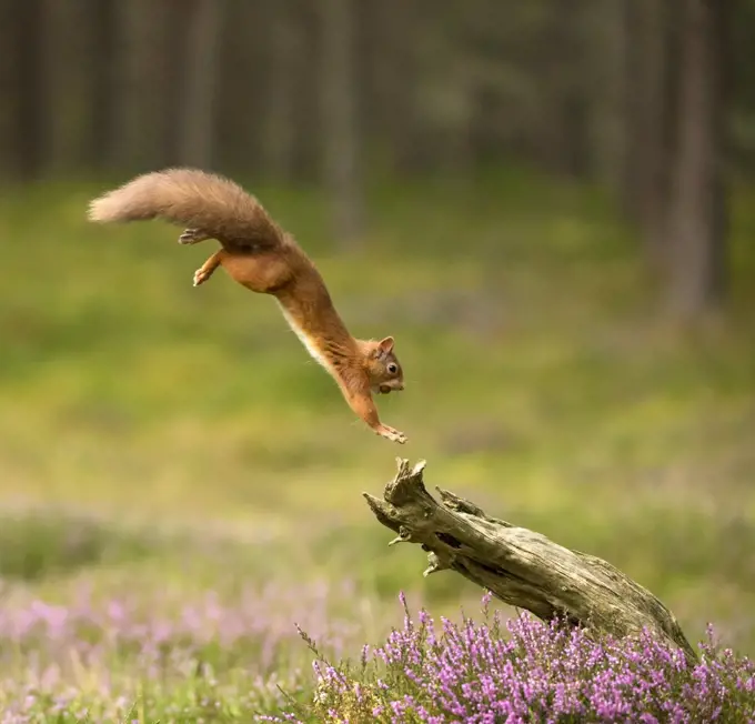 Red Squirrel (Sciurus vulgaris) leaping onto log, Scotland, UK, September. Highly commended in the Habitat category of the BWPA (British Wildlife Photography Awards) 2016.