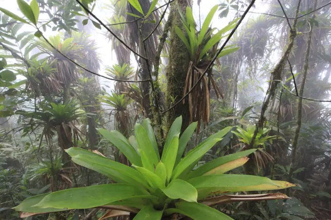 Bromeliads and epiphytes in tropical mountain forest, Sierra Santa Marta NP, Sierra Nevada de Santa Marta, Colombia