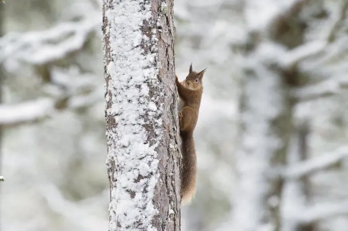Red squirrel (Sciurus vulgaris) climbing (Pinus sp) tree in winter, Black Isle, Scotland, UK. February
