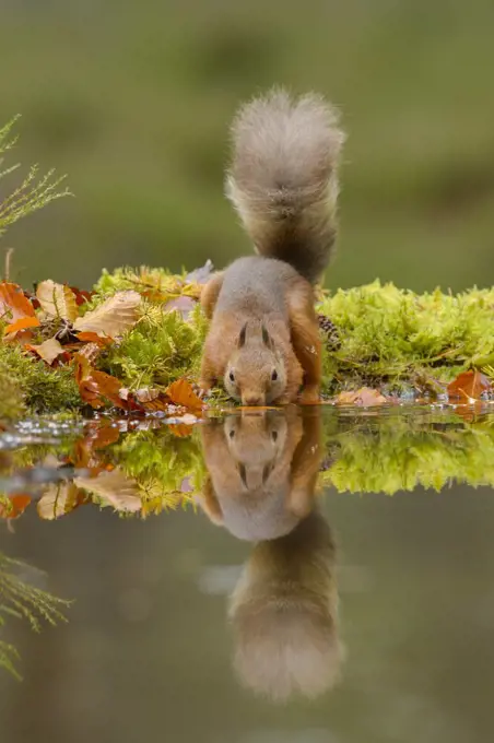 Red squirrel (Sciurus vulgaris) drinking from water, Black Isle, Scotland, UK. October