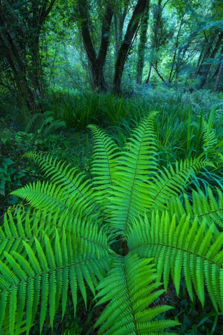 Male fern (Dryopteris filix-mas) in Senda Fluvial del Nansa, Nansa Valley, Cantabria, Spain, Europe. May 2015.