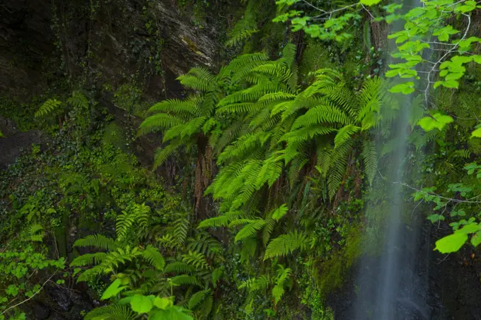 Ferns growing beside Lamina waterfall, Lamina, Saja Besaya Natural Park, Cantabria, Spain, Europe. May 2015.