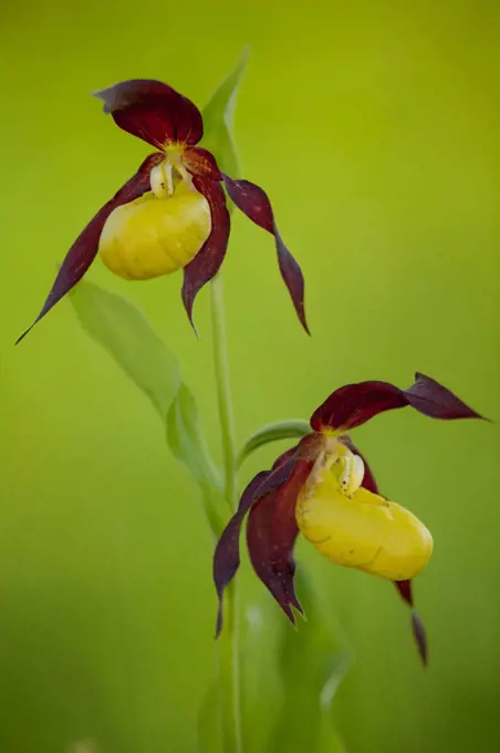 Two Lady's slipper orchids (Cypripedium calceolus) in flower in spring in woodland near Kuressaare, Saaremaa, Estonia.