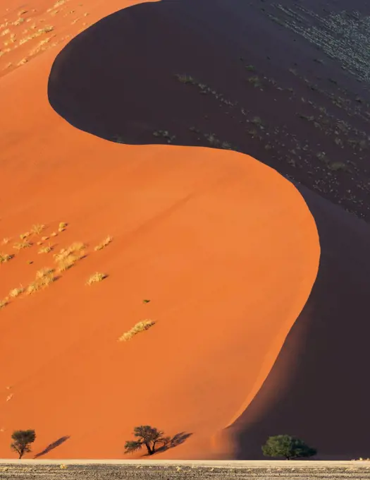 Sossusvlei World Heritage Site, with curving red sand dunes and acacia trees.  Namib-Naukluft National Park, Namibia. June 2013.