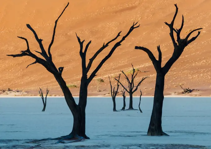 Dead Vlei, with dessicated 900 year old trees standing in the salt pan surrounded by towering red sand dunes. Namib-Naukluft National Park, Namibia. June 2013.