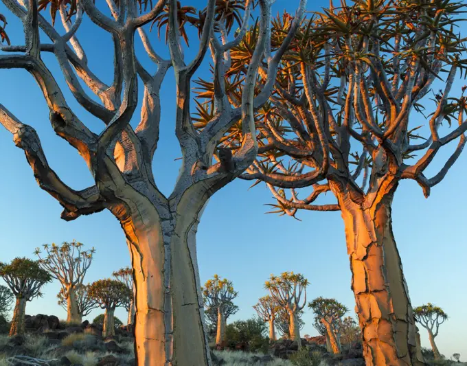 Quiver trees (Aloe dichotoma) at sunset, Namib Desert, Namibia.