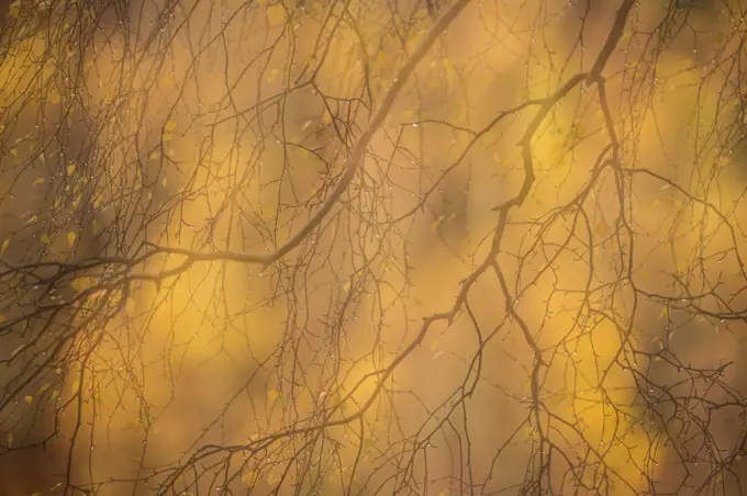 Abstract of autumnal Silver birch (Betula pendula), Cairngorms National Park, Scotland, UK, October.