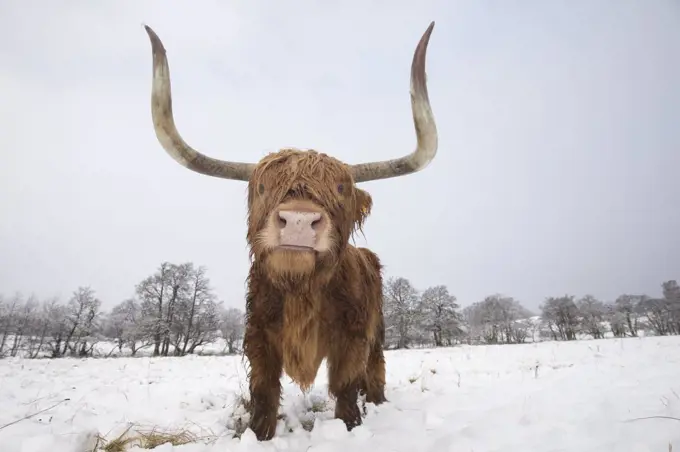 Highland cow in snow, Glenfeshie, Cairngorms National Park, Scotland, UK, February.