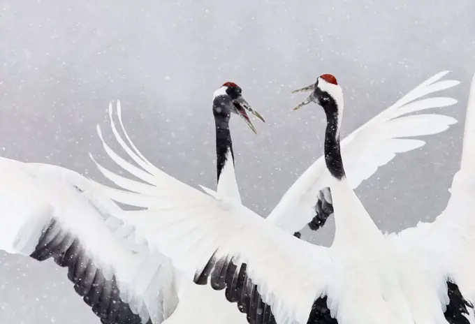 Japanese / Red-crowned crane (Grus japonicus) two calling and dancing, part of bonding and courtship display, Hokkaido Japan February