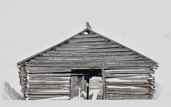 Ural owl (Strix uralensis) sitting on top of wooden barn, Kuusamo Finland February