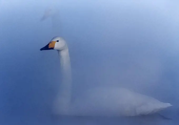 Whooper swan (Cygnus cygnus) swimming on water in mist, Hokkaido Japan February